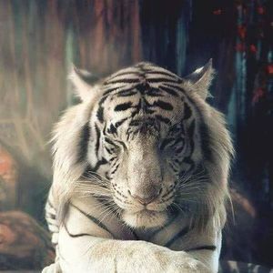 Meet your Posher, Charles